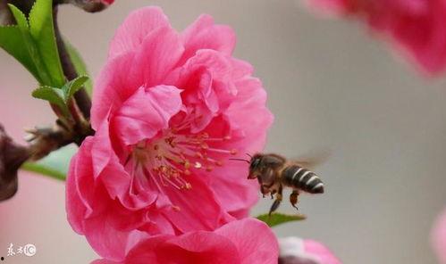 今年犯桃花,邂逅浪漫，收获爱情