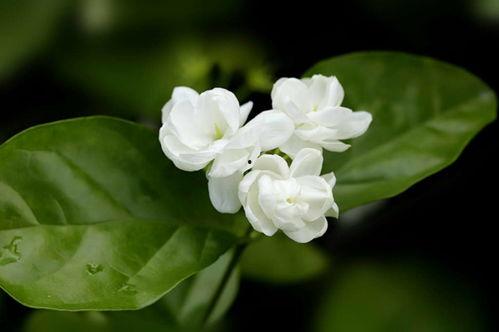 茉莉花开,探寻花语中的东方韵味